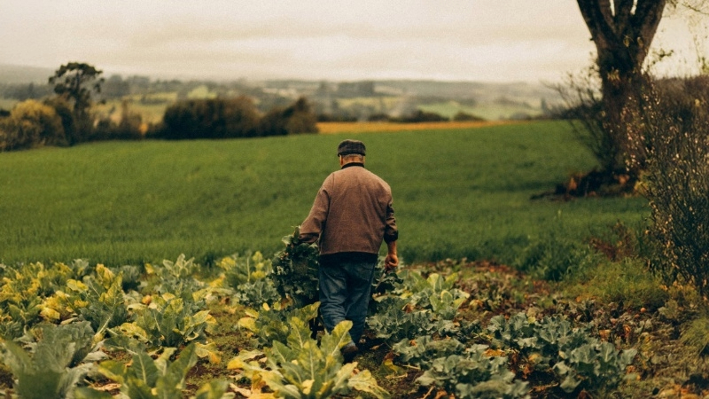 Person walking through a field of leafy crops, carrying harvested vegetables under a cloudy sky.