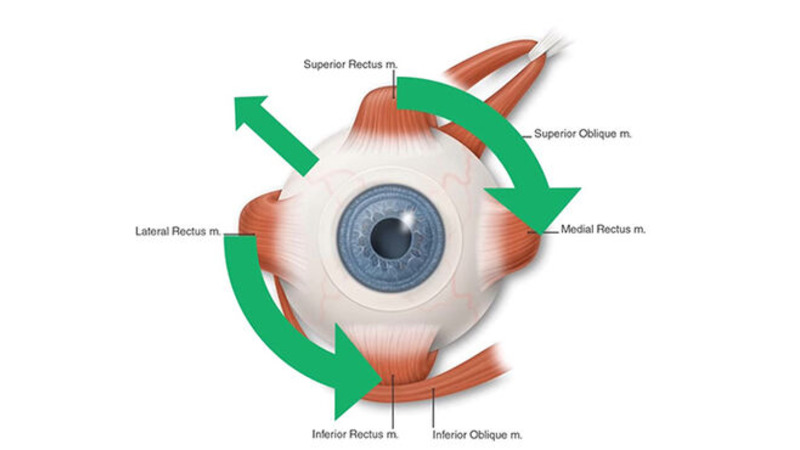Anatomical diagram of the human eye showing labeled eye muscles and green arrows indicating their movement directions.